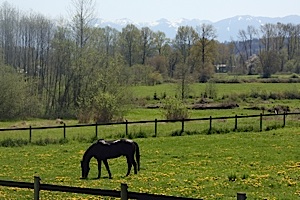 8 Horse In Field